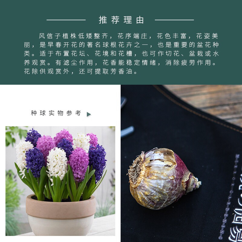 土培水培风信子颜色齐全