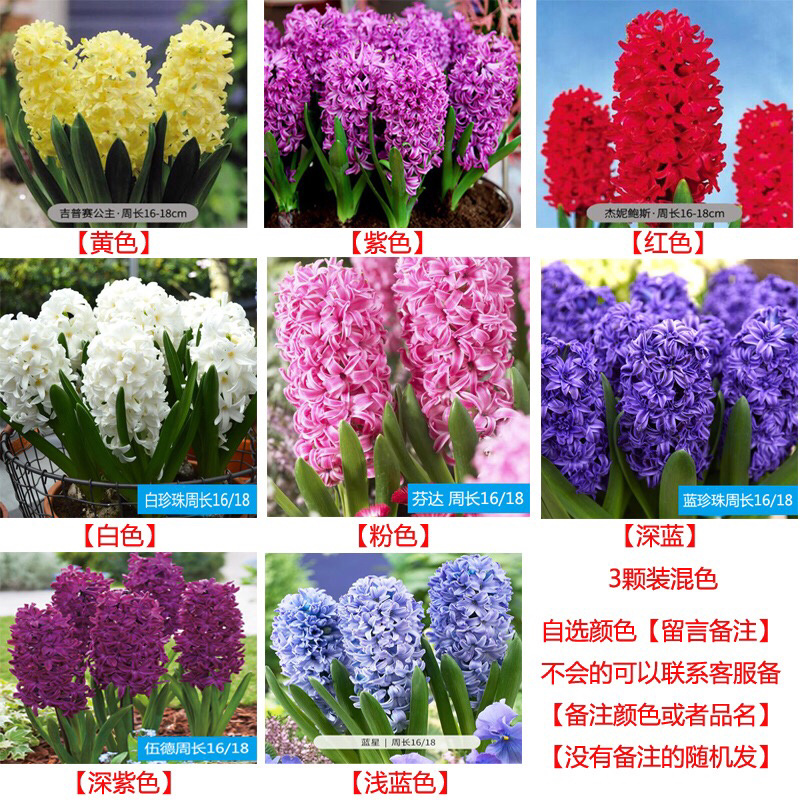 土培水培风信子颜色齐全