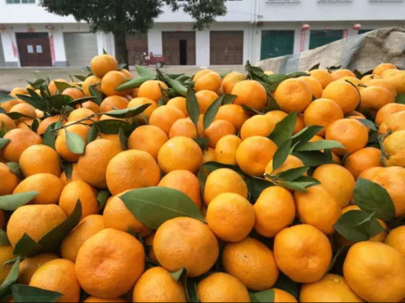 蜜桔，叶橘，蜜橘，城固蜜桔，柑橘，陕西蜜桔代发全国