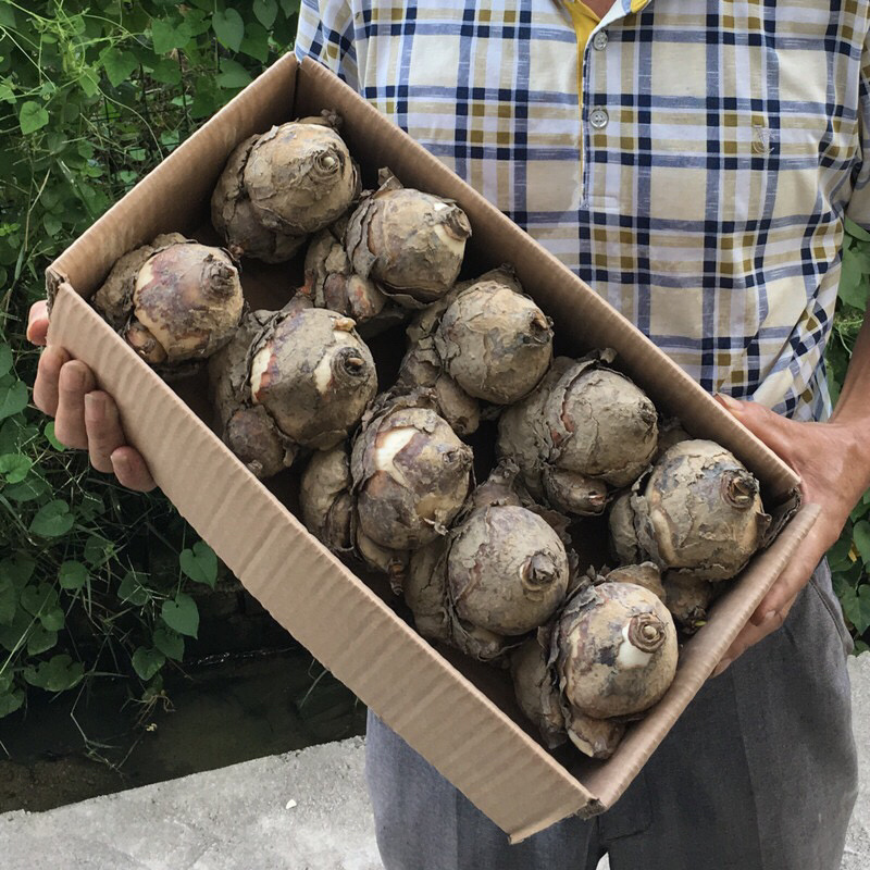 水仙花种球水养室内花种子复冬季水培植物水仙球重瓣漳州水仙