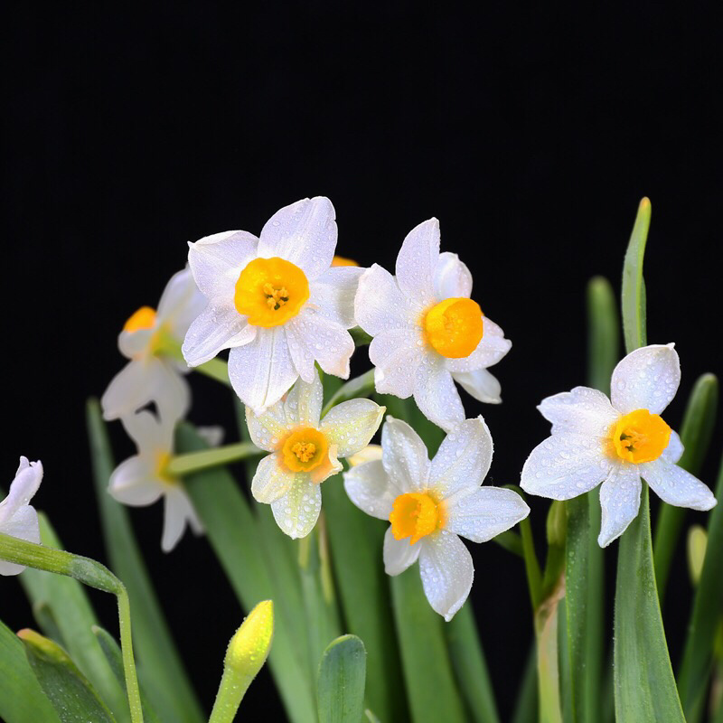 水仙花种球水养室内花种子复冬季水培植物水仙球重瓣漳州水仙