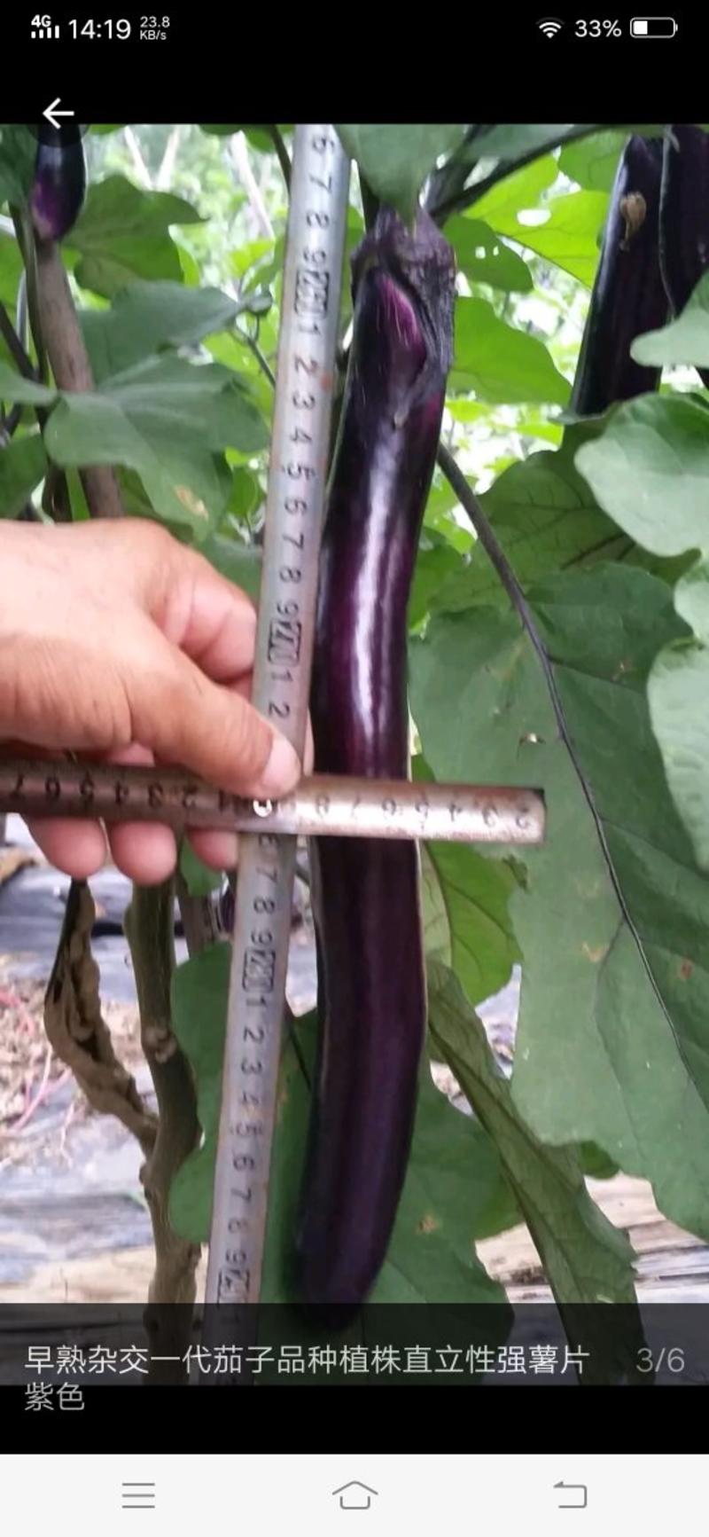早熟善茄紫龙一代杂交品种，