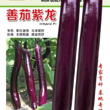 早熟善茄紫龙一代杂交品种，