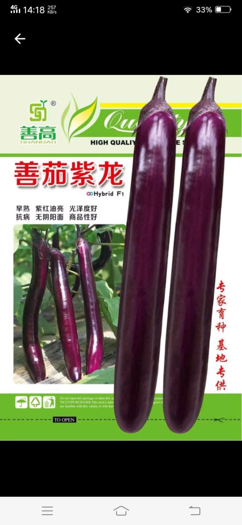早熟善茄紫龙一代杂交品种，