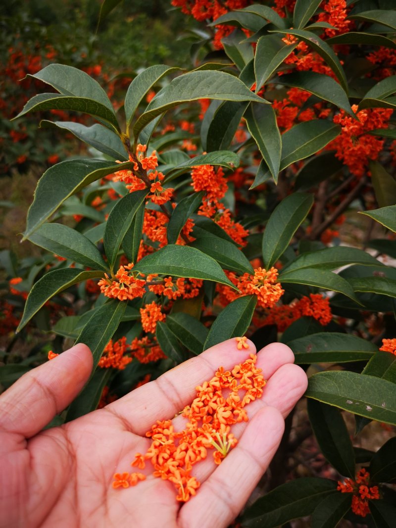 丹桂苗红桂血桂状元红桂花苗桂花树苗自产自销批发价