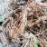 云南野生地胆草，草鞋底、地胆头，新鲜无水，发霉腐烂包赔