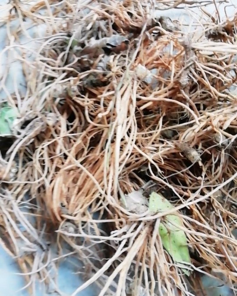云南野生地胆草，草鞋底、地胆头，新鲜无水，发霉腐烂包赔
