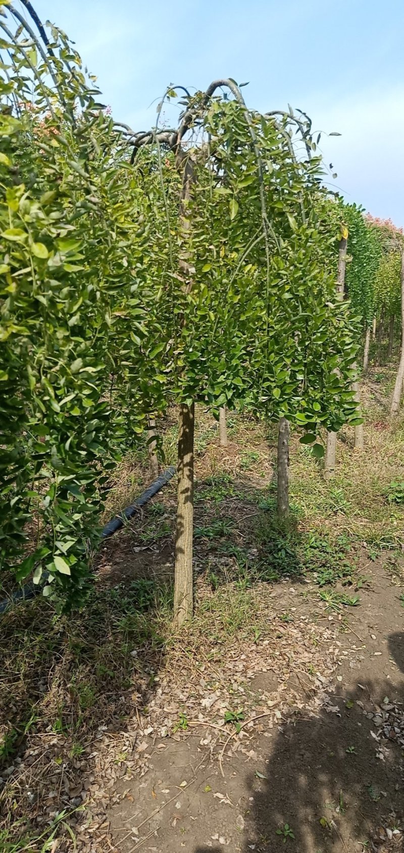 龙爪槐