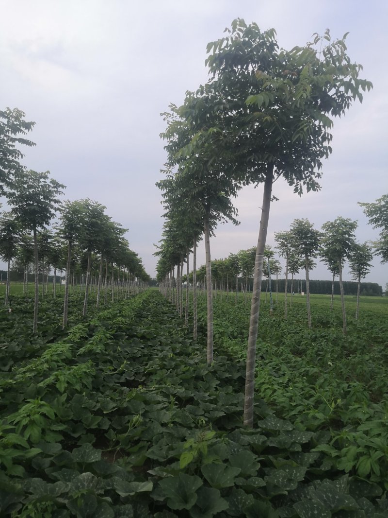 栾树10…12公分