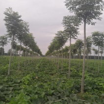 栾树10…12公分