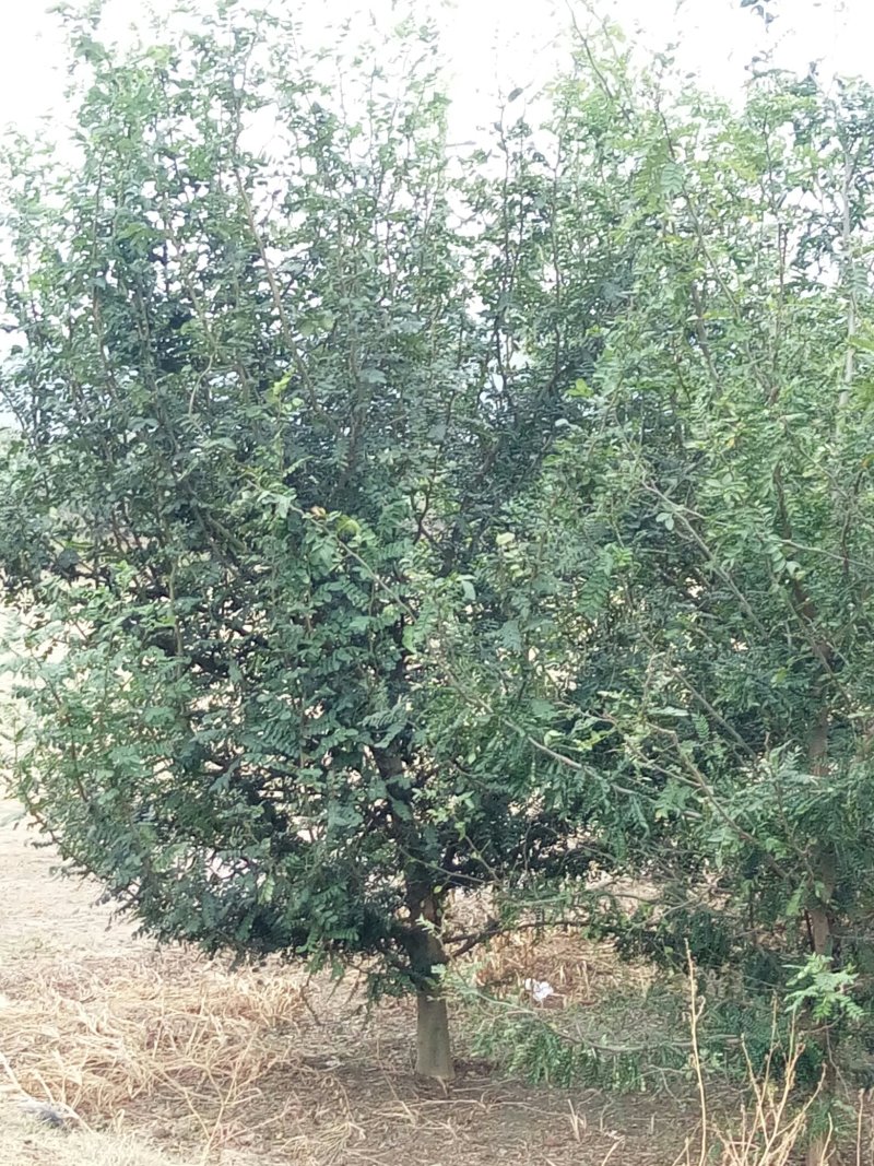 皂角树