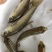 青鱼苗黑鲩鱼苗螺丝青鱼苗渔场直供各种规格