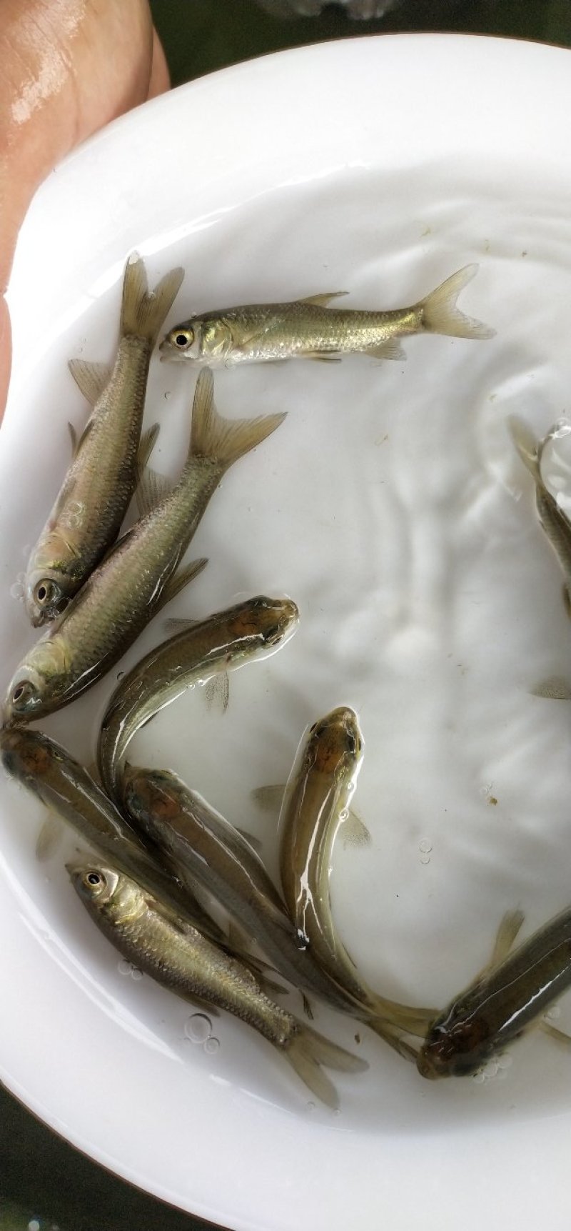 青鱼苗黑鲩鱼苗螺丝青鱼苗渔场直供各种规格