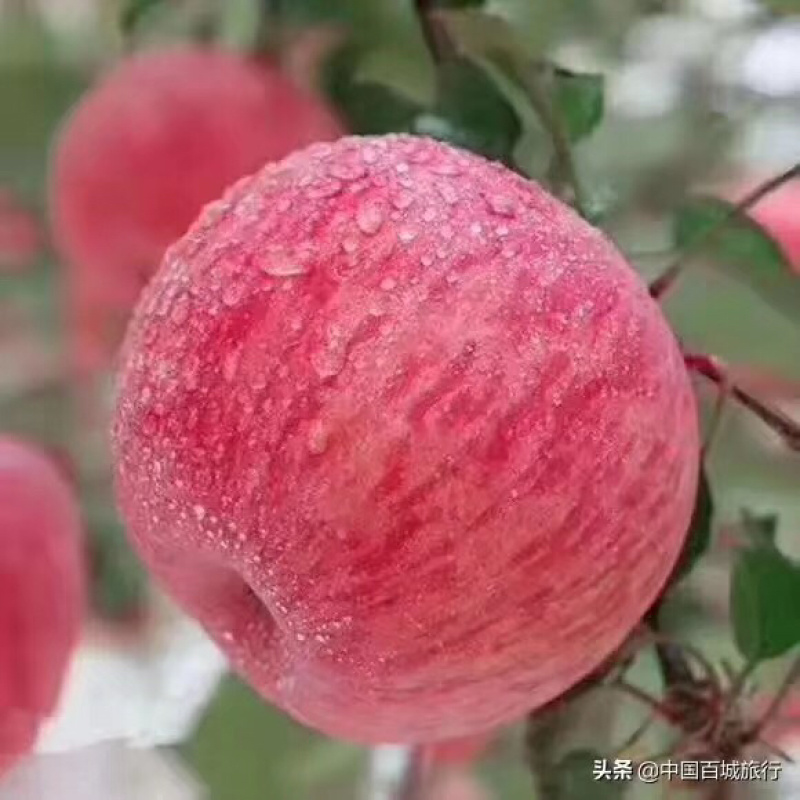 红富士苹果75mm以上膜袋