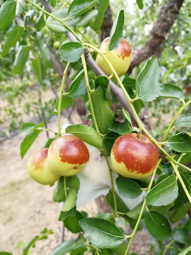 沾化冬枣