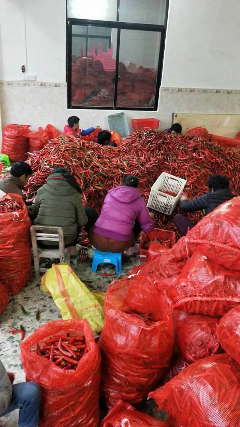 海花红辣椒上市，各位老板联系我吧，诚信代办！