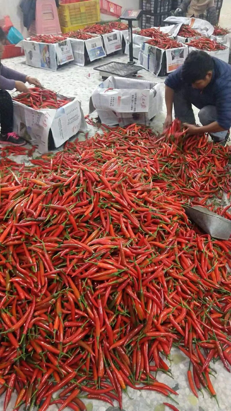 海花红辣椒上市，各位老板联系我吧，诚信代办！