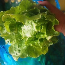 生菜