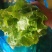 生菜