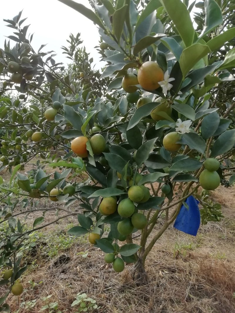 广西柳州融安县优质滑皮金桔苗，量大从优，可看视频包邮