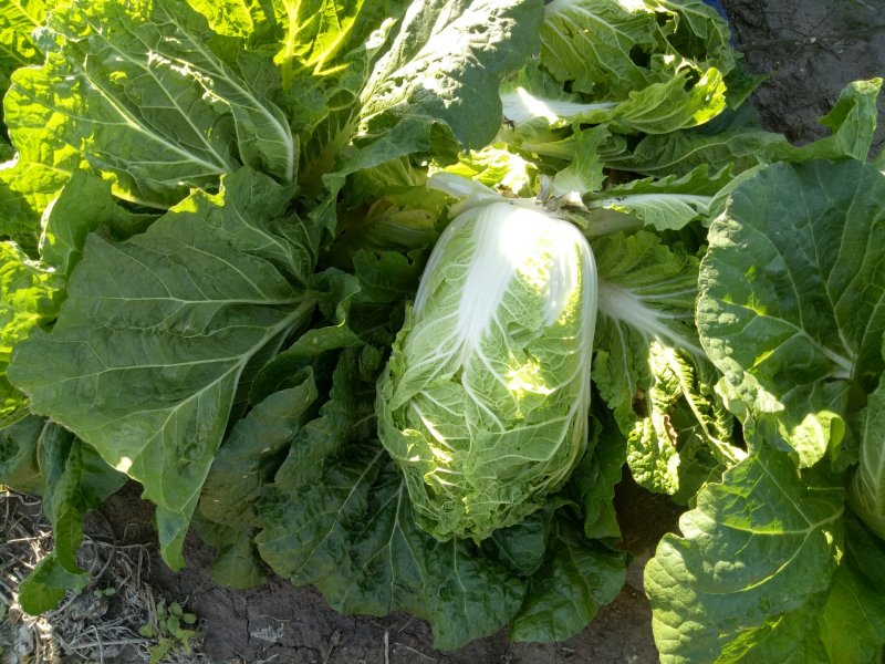 蔬菜