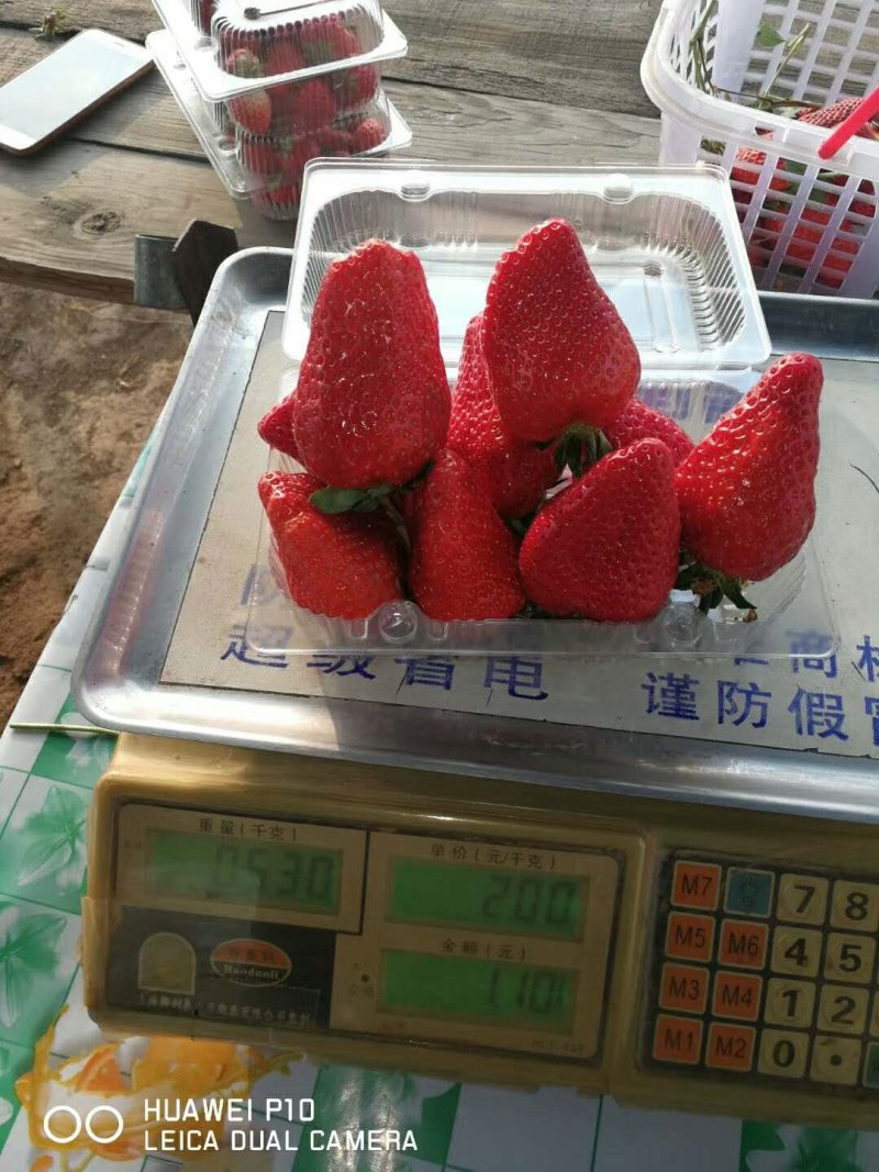 内含新加坡进口膨化磷酸二氢钾，促生根，膨大，增甜