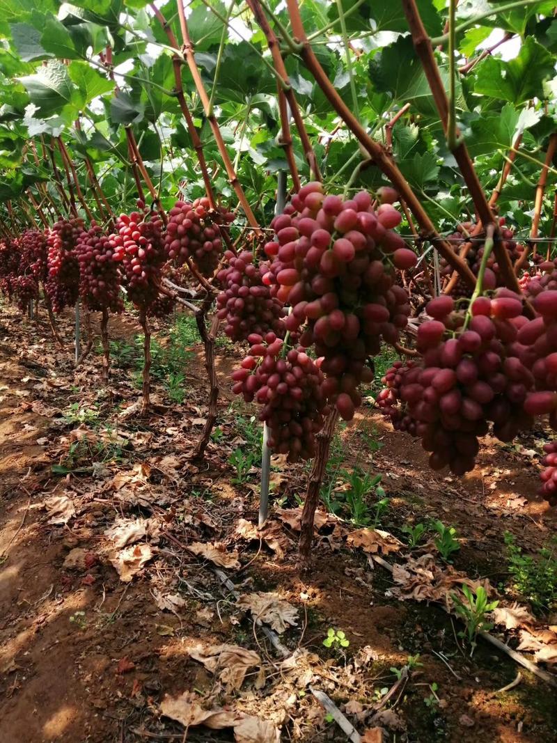 四川葡萄优质克伦生葡萄现摘现卖耐运输储存价格便宜
