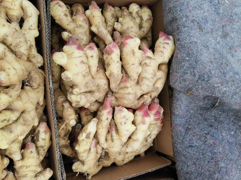 圆头大姜，小姜出售，一手货源。