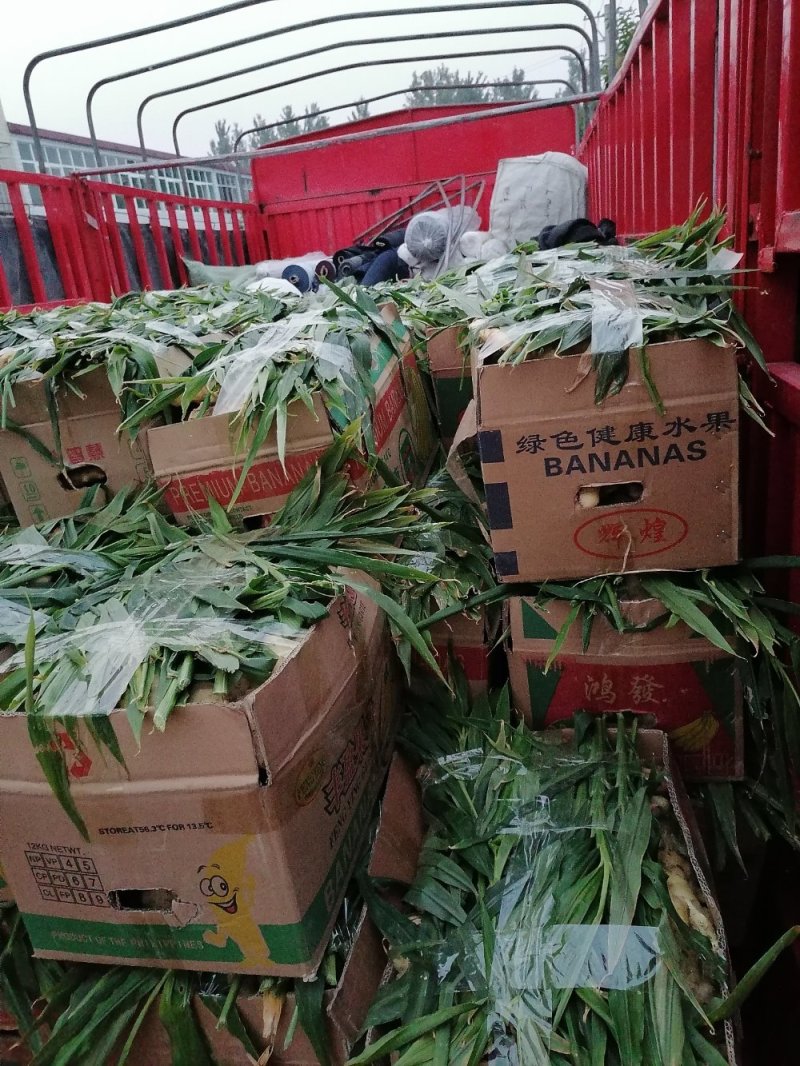 圆头大姜，小姜出售，一手货源。