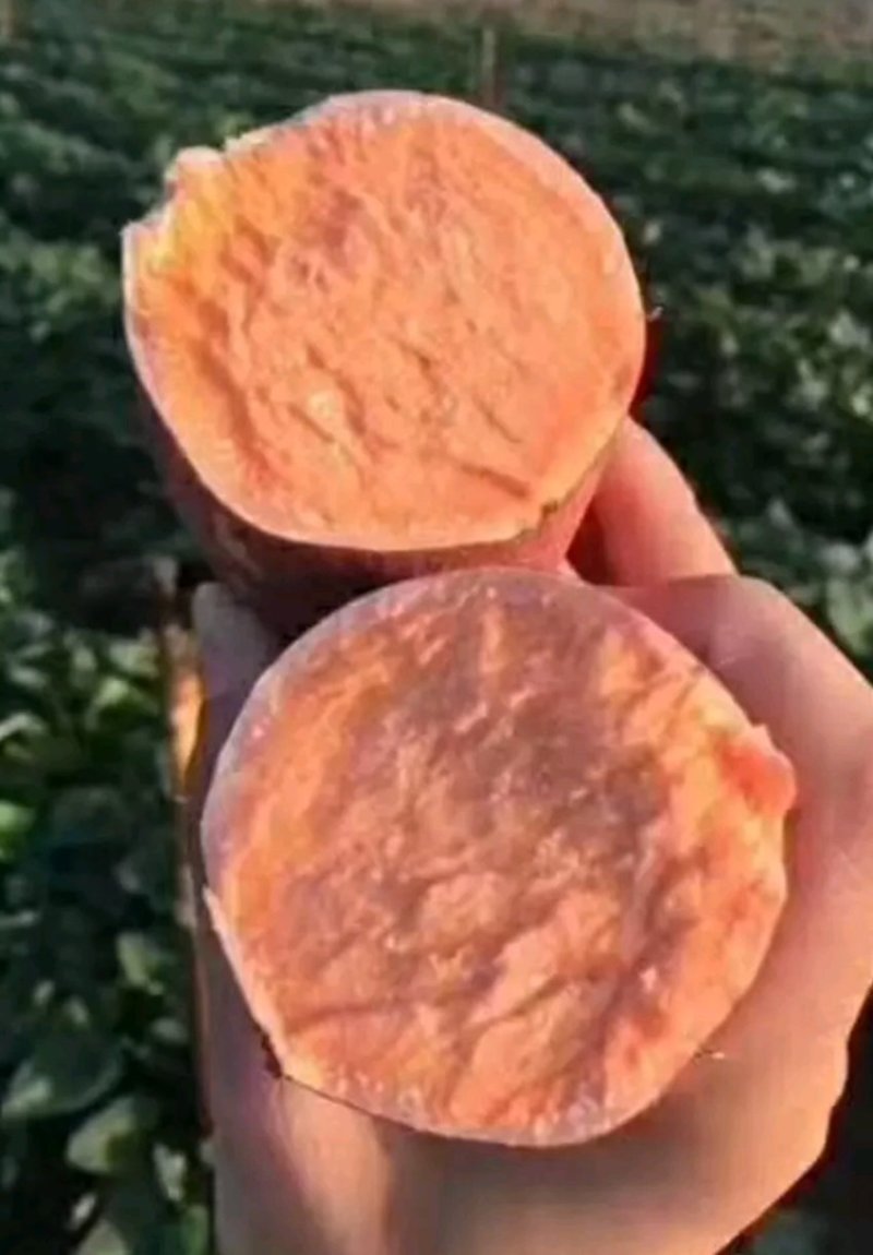 西瓜红红薯基地种植一手货源品种保证。
