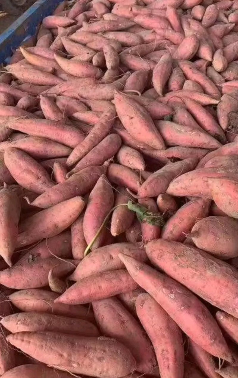 西瓜红红薯基地种植一手货源品种保证。