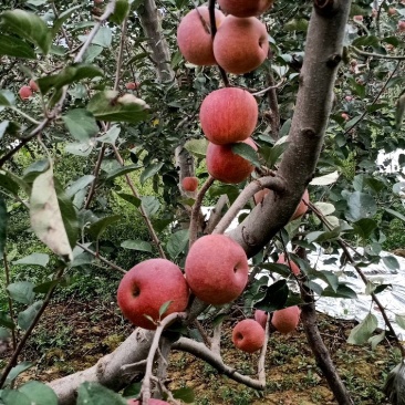 昭通苹果