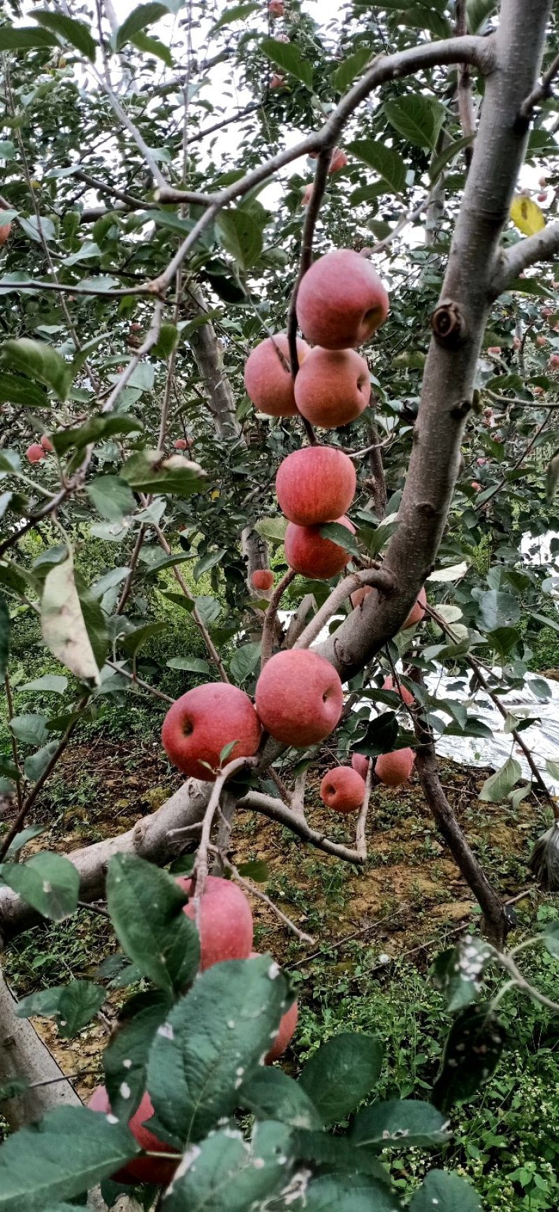 昭通苹果