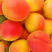 歇马杏树苗，甘碗离核、3个一斤，18个糖以上、口感香甜，