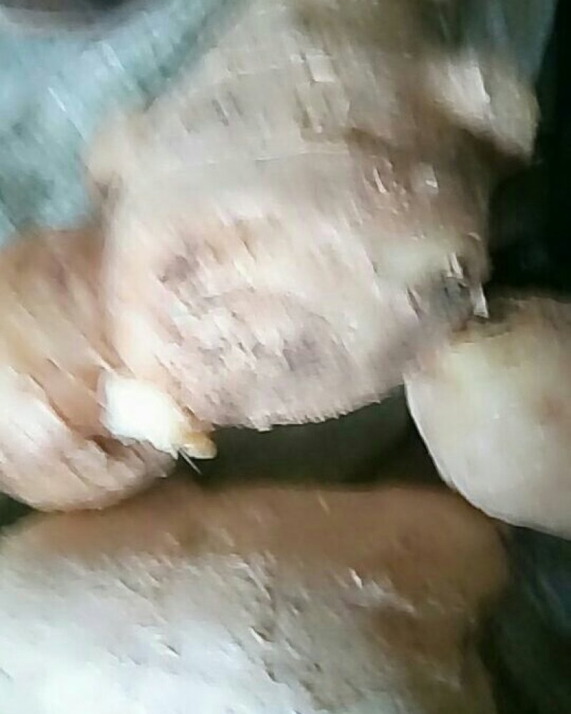 姜母产地直供！生姜全国物流发货中！质量保证！欢迎咨询！