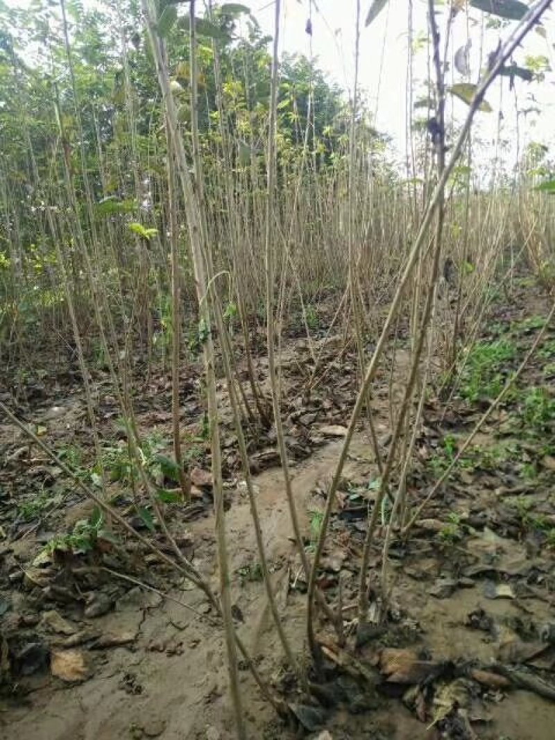 新品种大樱桃树苗美早齐早俄八鲁樱3号大樱桃苗