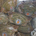 辽宁东港冷冻黄海正宗红膏新鲜活冻梭子蟹三点红三点蟹