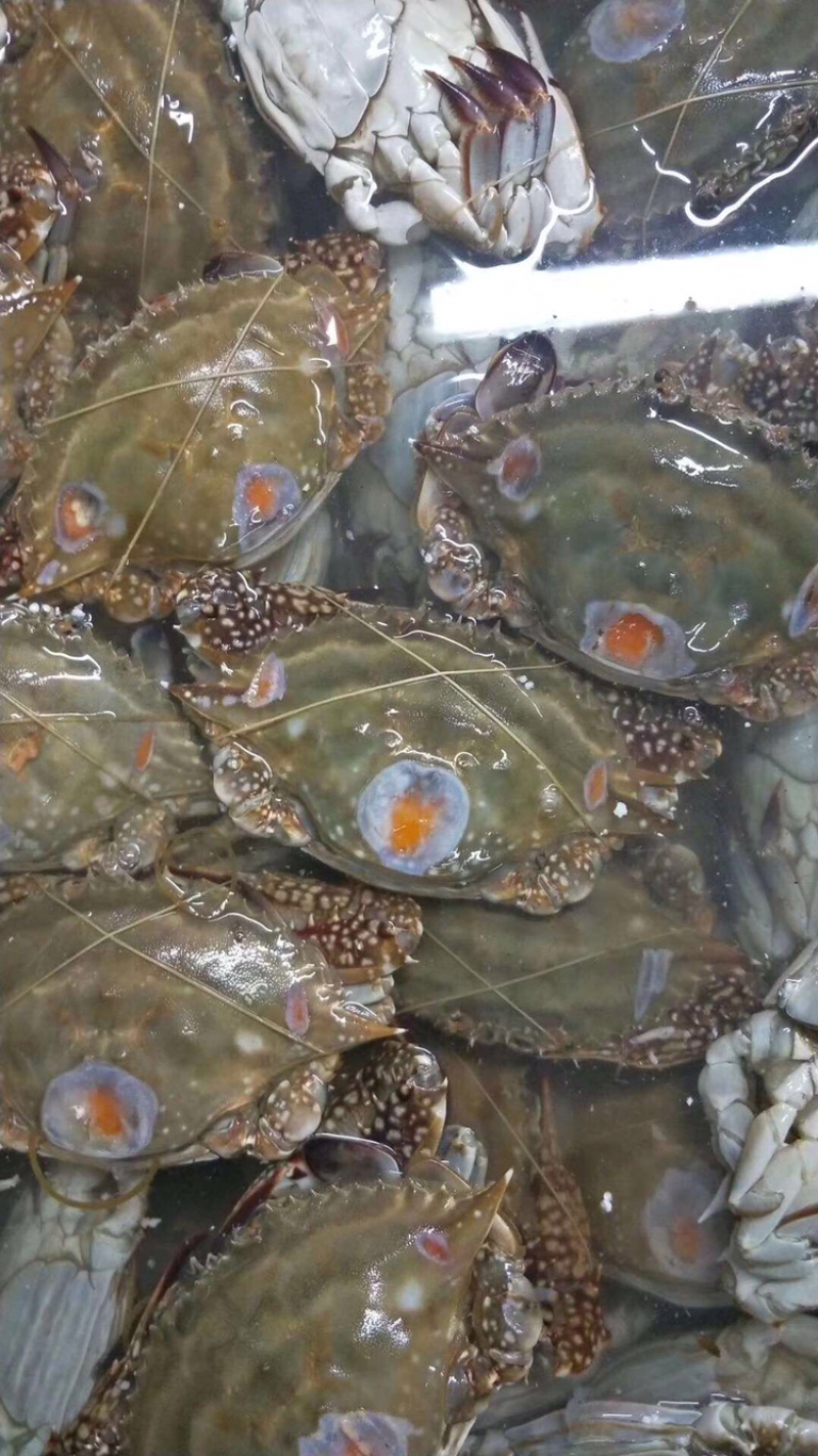 辽宁东港冷冻黄海正宗红膏新鲜活冻梭子蟹三点红三点蟹