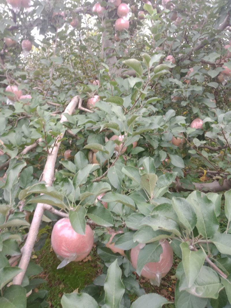 山西临汾水果批发