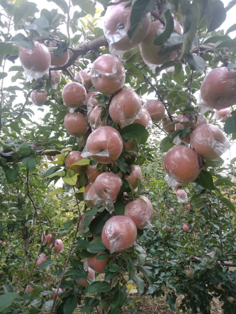 山西临汾水果批发