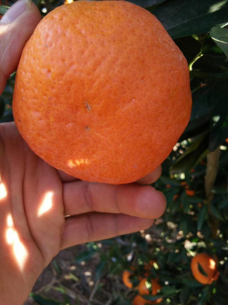 云南宾川柳叶桔柑桔柑橘自家果园，品质保证！