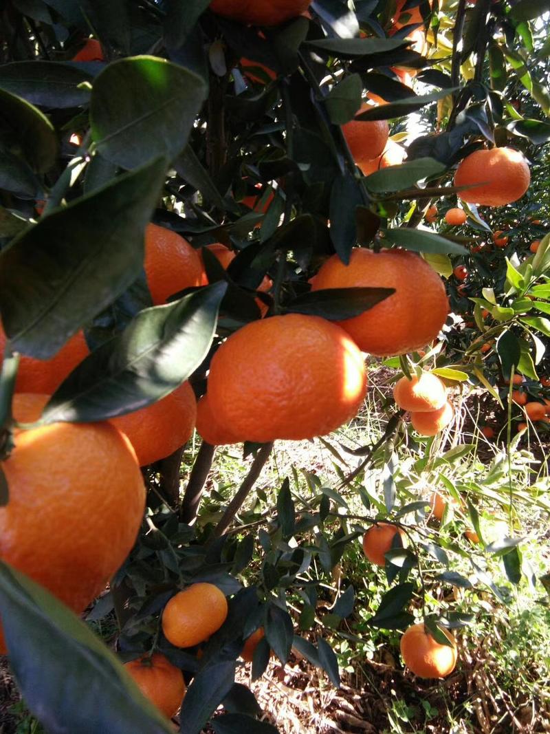 云南宾川柳叶桔柑桔柑橘自家果园，品质保证！