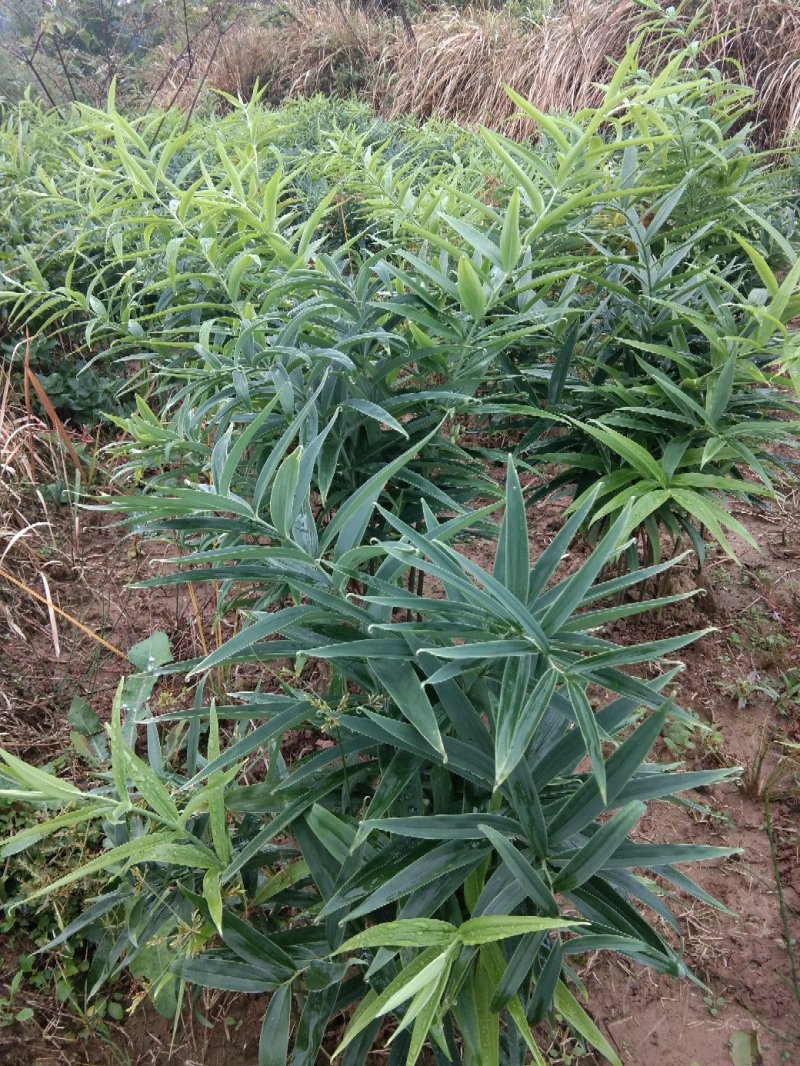 黄精种苗，姜型不倒苗甜黄精全芽头，药效好，产量高发芽率快