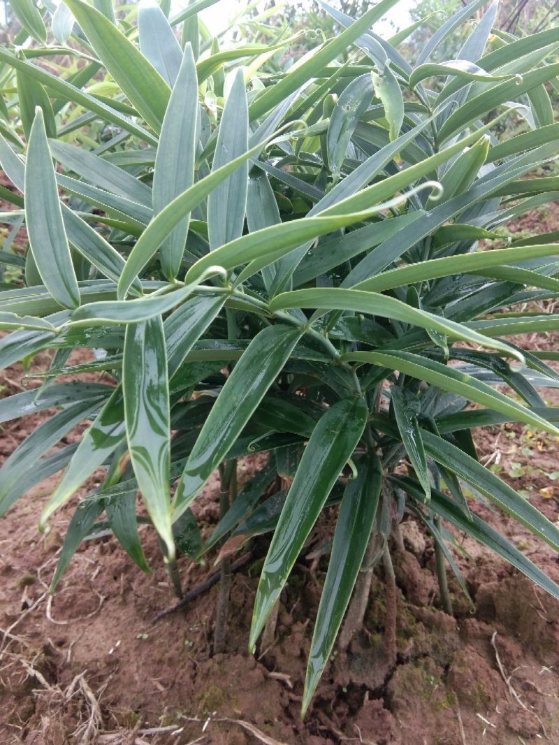 黄精种苗，姜型不倒苗甜黄精全芽头，药效好，产量高发芽率快