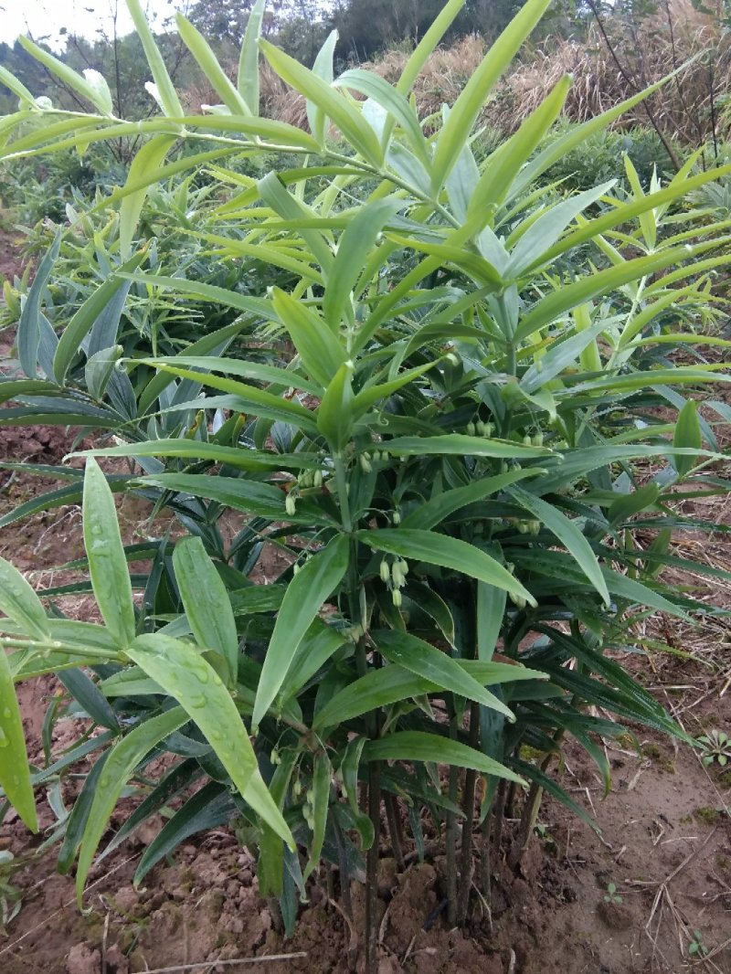黄精种苗，姜型不倒苗甜黄精全芽头，药效好，产量高发芽率快