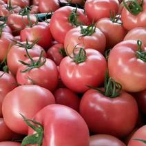 硬粉西红柿，山东西红柿，西红柿大量上市欢迎联系