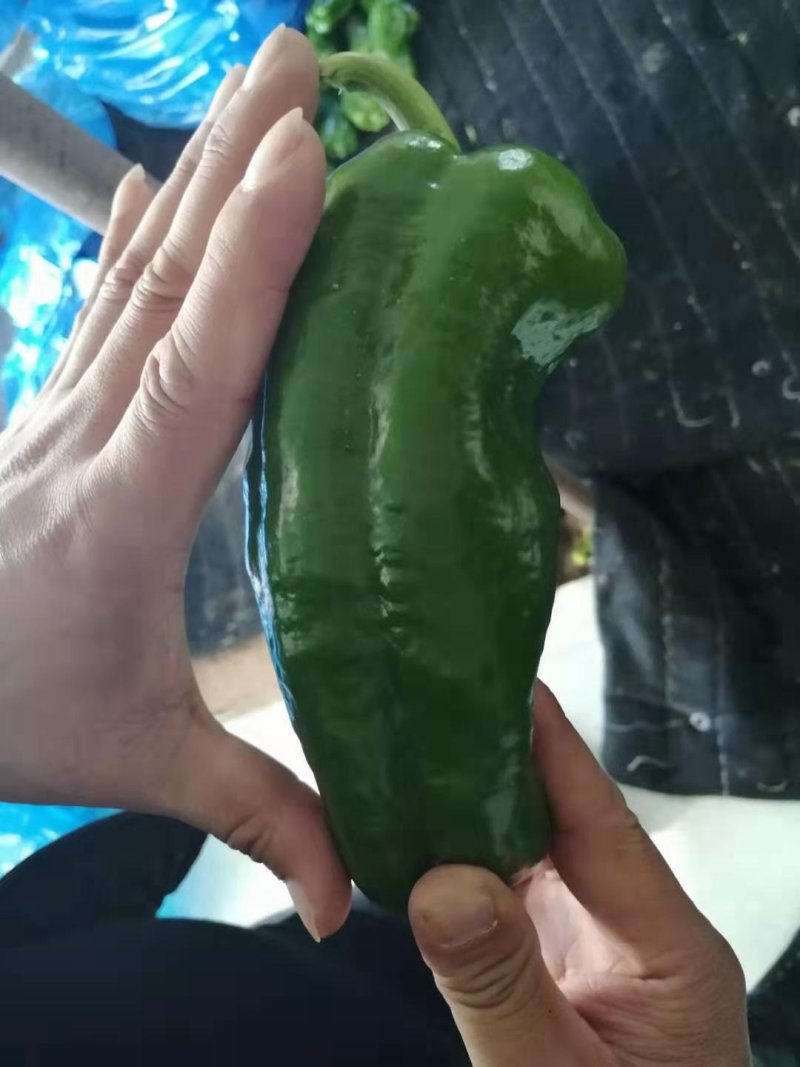 青椒大量现货产地直销