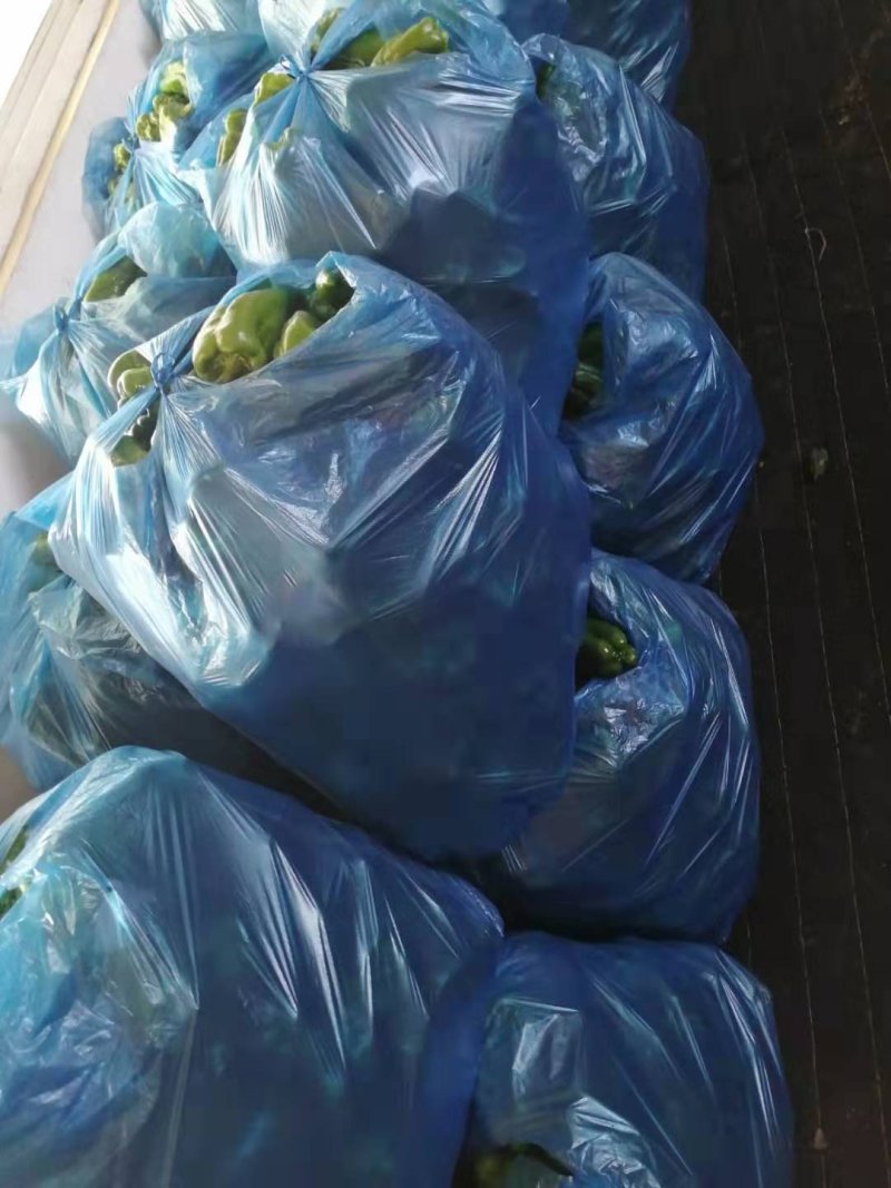 青椒大量现货产地直销
