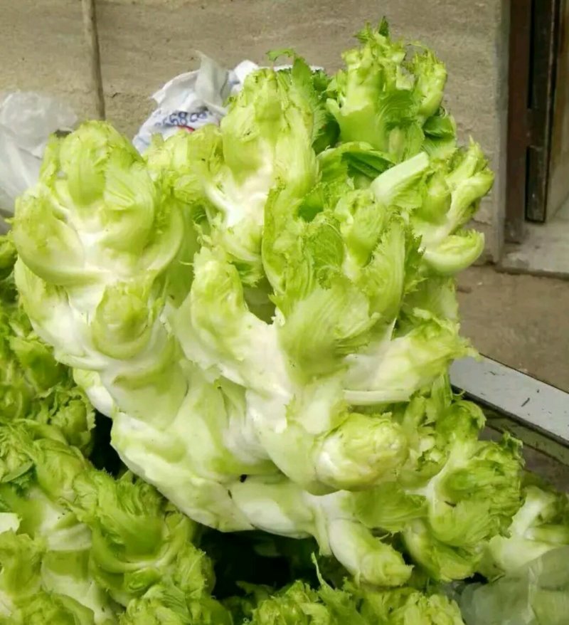儿菜产地供应！货源充足，交通方便。质量有保障。全国代发。