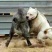 纯种阿根廷杜高犬幼犬活体猎犬幼崽家养护卫狩猎杜高犬大型犬